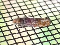 Retinia pallipennis