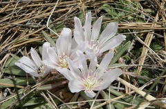 Lewisia brachycalyx