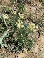 Oxytropis campestris