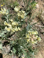 Oxytropis campestris