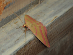 Rhodostrophia calabra