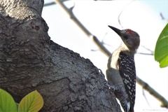 Melanerpes rubricapillus