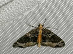 Ecliptopera capitata