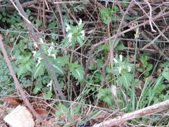 Lamium bifidum