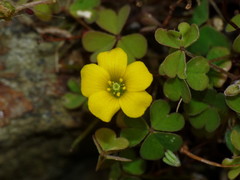 Oxalis exilis