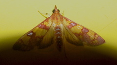 Stenochora lancinalis