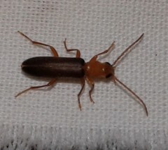 Xanthochroina bicolor