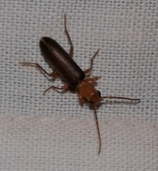 Xanthochroina bicolor