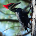 Black Woodpeckers - Photo (c) leppyone, some rights reserved (CC BY)