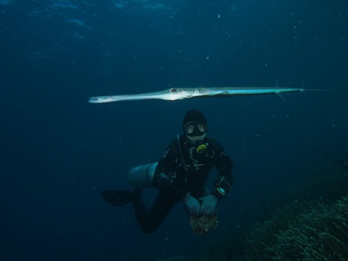 Blue-spotted Cornetfish (Fistularia commersonii)