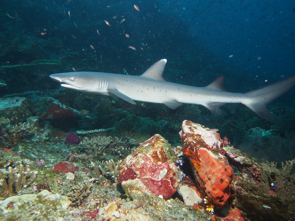 Whitetip Reef Shark (Triaenodon obesus) - recorded at Teluk Loh Sera