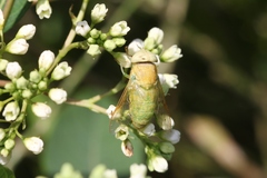 Chlorotabanus crepuscularis