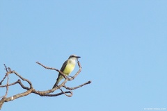 Tyrannus melancholicus