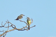 Tyrannus melancholicus