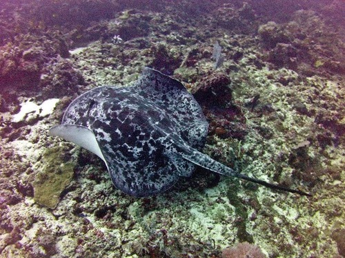 Blotched Fantail Ray (Taeniurops meyeni)