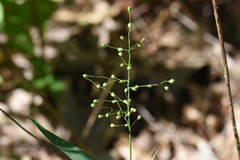 Dichanthelium villosissimum