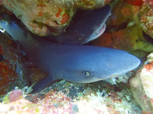 Whitetip Reef Shark (Triaenodon obesus)