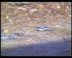 Platycercus venustus