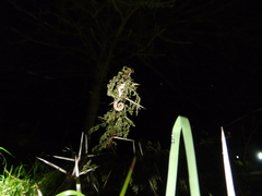 Trioceros bitaeniatus