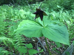 Trillium