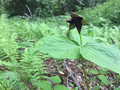 Trillium