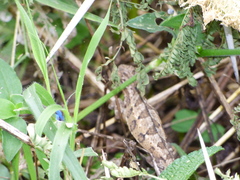 Trioceros bitaeniatus