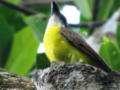 Megarynchus pitangua