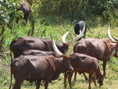 Bos indicus × taurus