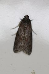 Sciota virgatella