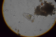Euglypha