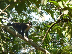 Cercopithecus ascanius