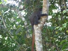 Cercopithecus ascanius