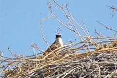 Pitangus sulphuratus