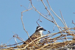 Pitangus sulphuratus