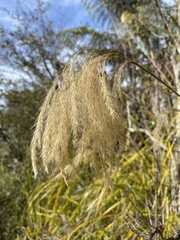 Miscanthus nepalensis