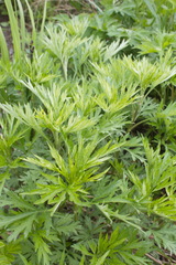 Artemisia vulgaris kamtschatica