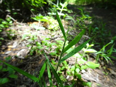 Dichanthelium lanuginosum