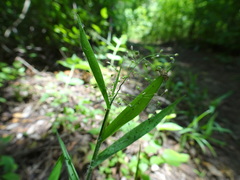 Dichanthelium lanuginosum