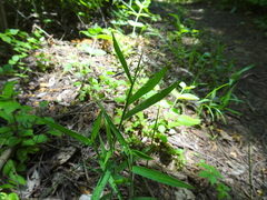 Dichanthelium lanuginosum