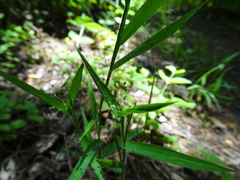 Dichanthelium lanuginosum