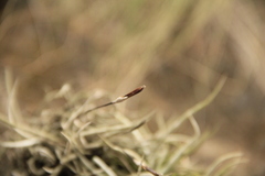 Tillandsia recurvata