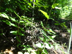 Dichanthelium lanuginosum