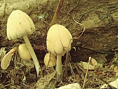 Coprinellus truncorum