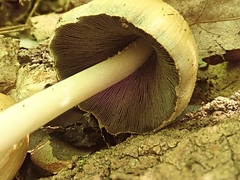 Coprinellus truncorum