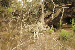 Tillandsia recurvata