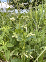 Penstemon digitalis