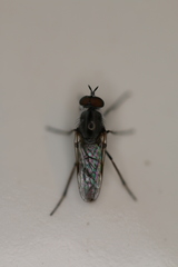 Ozodiceromyia notata