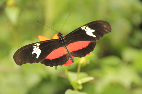 Mexican Longwing
