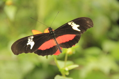 Heliconius hortense