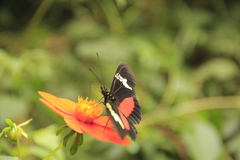Heliconius hortense